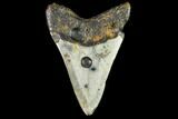 Fossil Megalodon Tooth - North Carolina #109898-2